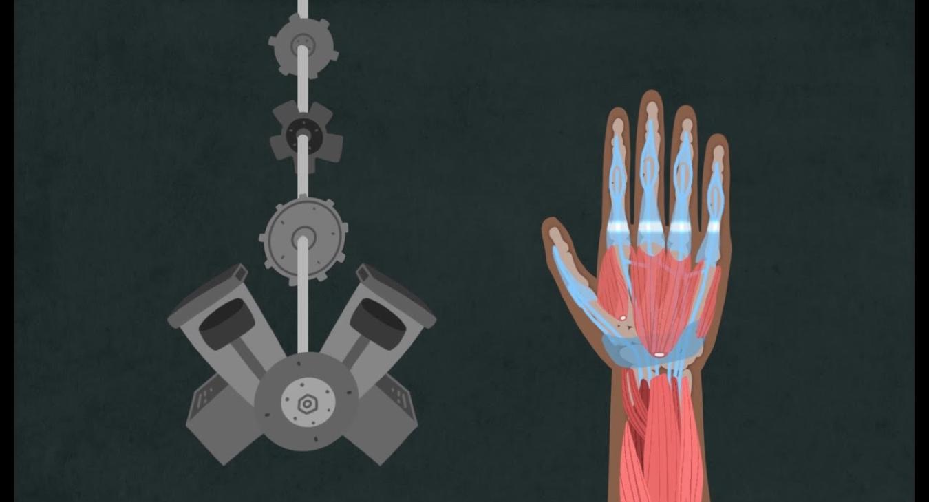 Hand Biomechanics